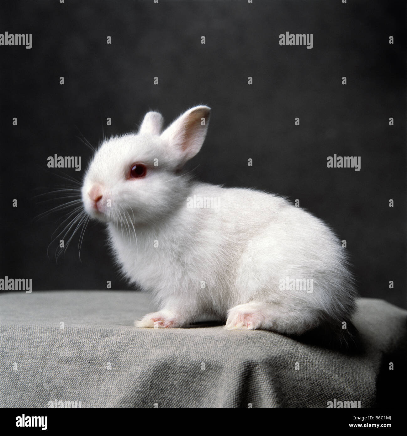 dwarf rabbit on a grey background Stock Photo - Alamy