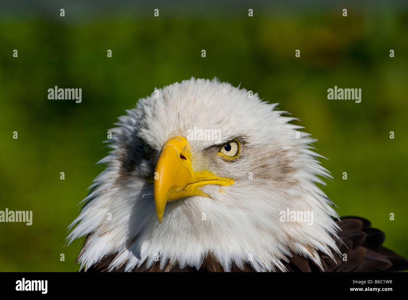 Bald Eagle (Haliaeetus Leucocephalus Stock Photo - Alamy