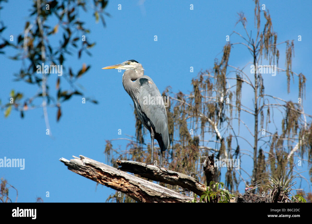 Great Blue Heron in tree Stock Photo