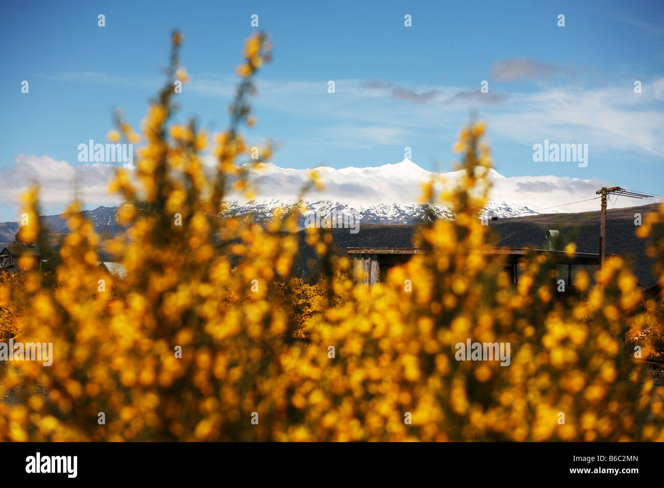 Kowhai the national flower of New Zealand is seen in front of a snowy mountain range on the South Island of New Zealand Stock Photo