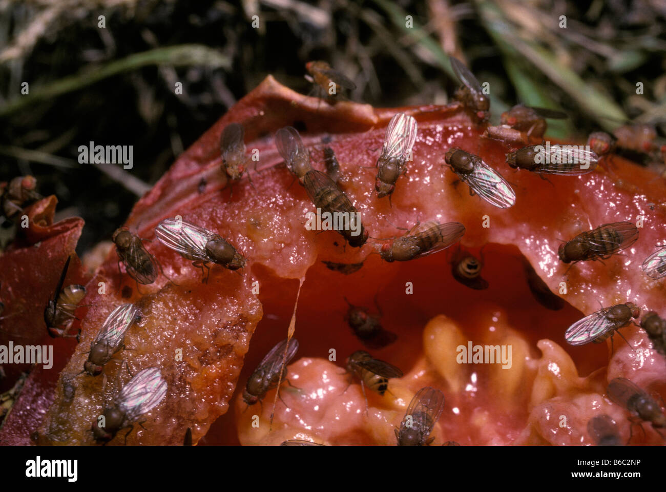 Tomato fruit fly hires stock photography and images Alamy