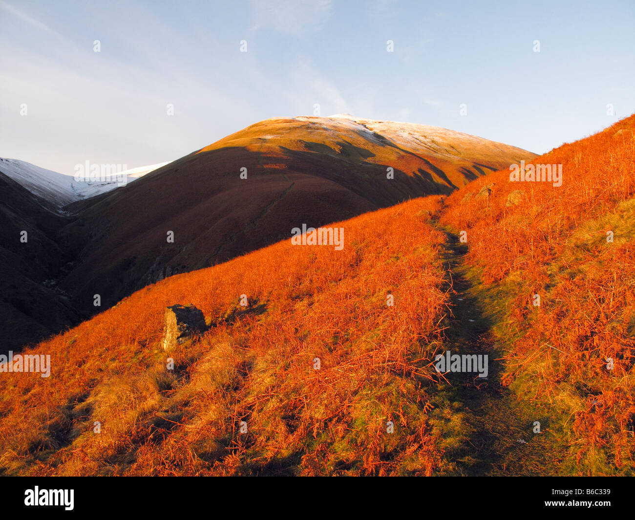 Winter sunshine on bracken  in the Ochil hills at Tillicoultry Scotland Stock Photo