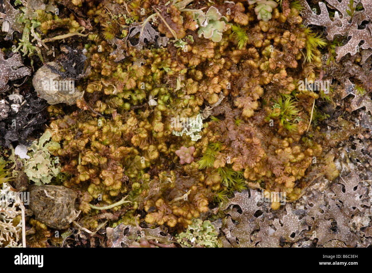 Ciliated fringewort Ptilidium ciliare a leafy liverwort on moorland UK Stock Photo