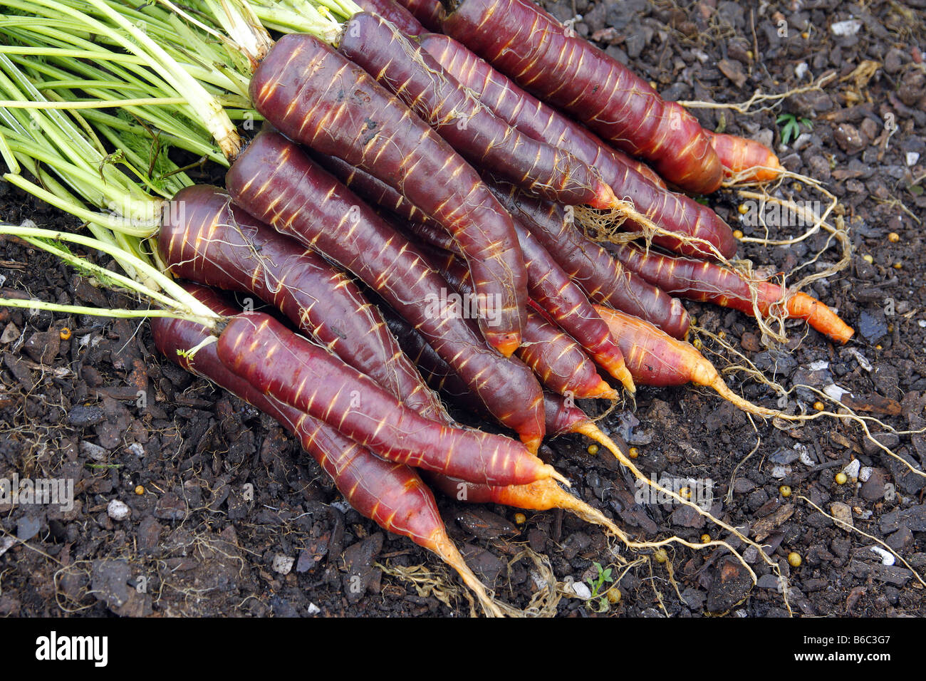 CARROT PURPLE HAZE THE YIELD FROM A SINGLE 15 LITRE POT THE COLOUR BECOMES MORE INTENSE AS THEY MATURE Stock Photo