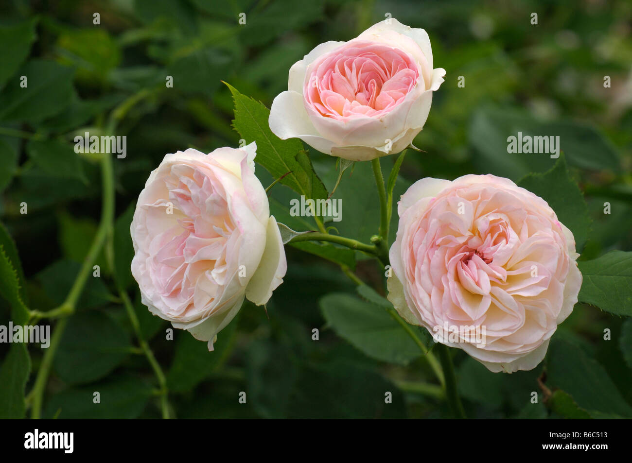 Rose (Rosa sp.), variety: Pastella, flowers Stock Photo - Alamy