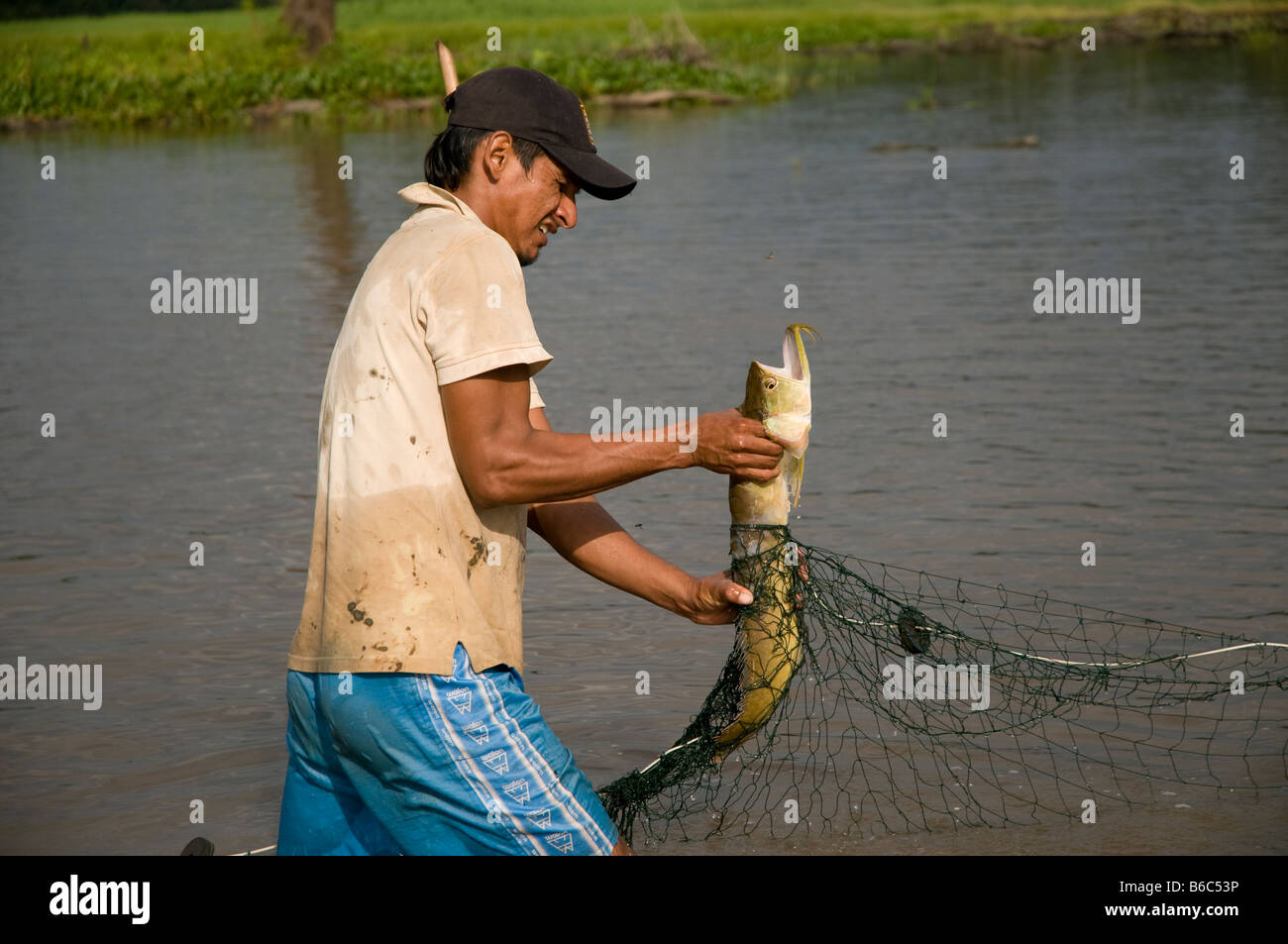 Fisherman removing Silver Arowana fish from net, Amazon Rainforest, Peru Stock Photo
