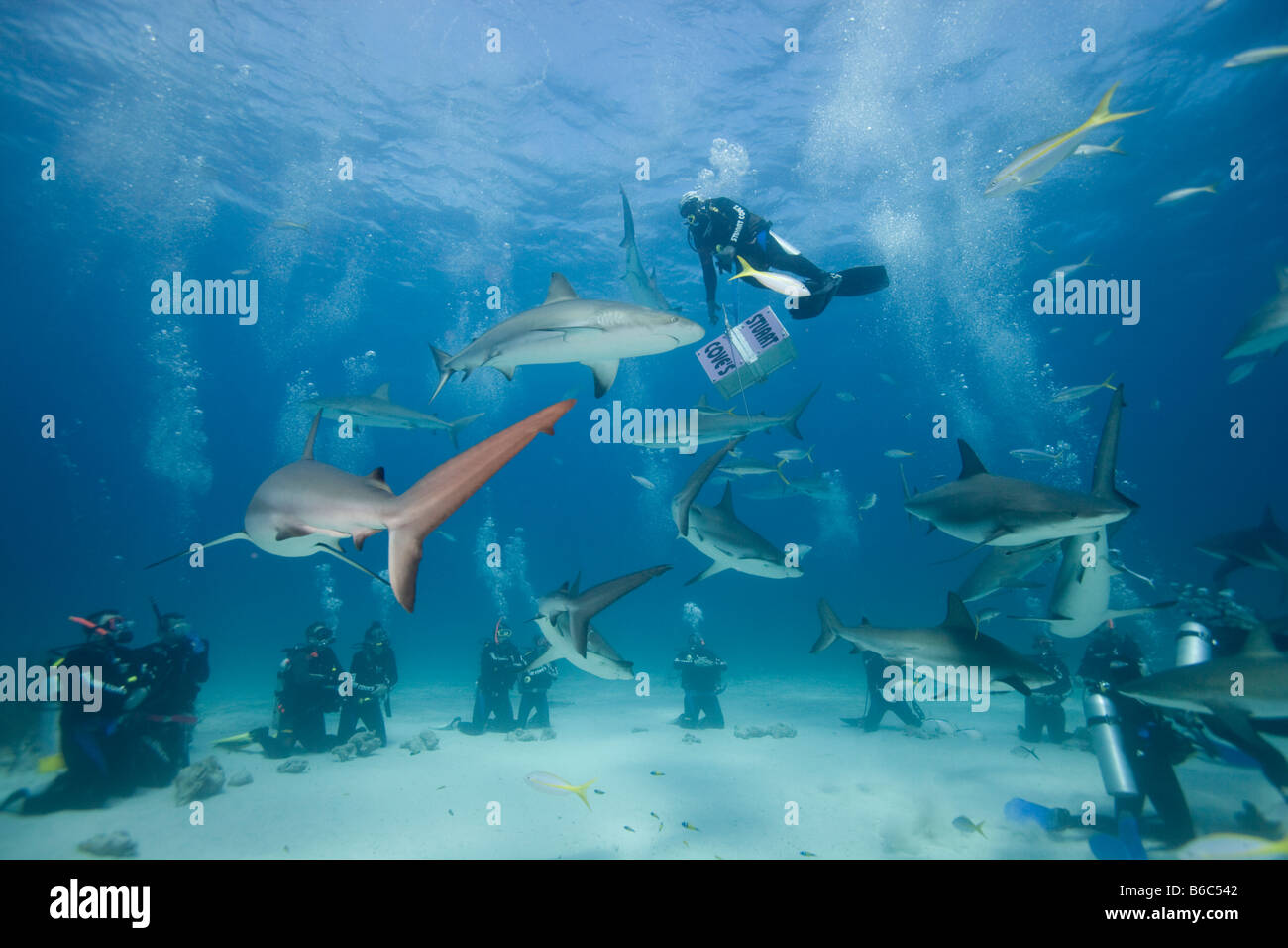 Bahamas New Providence Island Scuba divers and Caribbean Reef Sharks