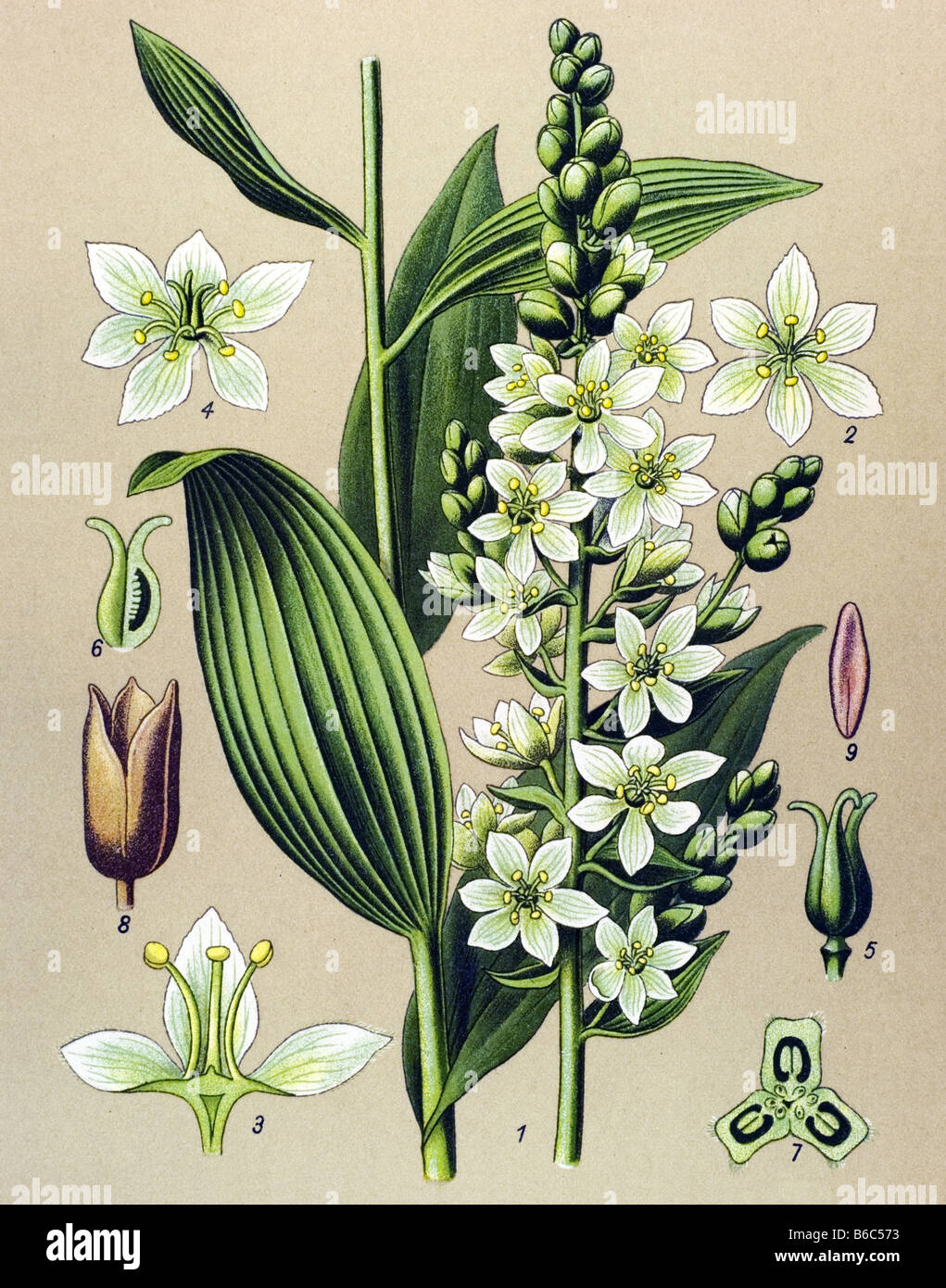 Veratum album, European White Hellebore, poisonous plants illustrations Stock Photo
