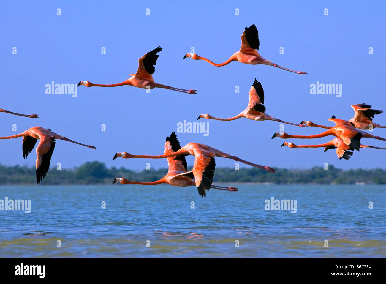 Mexico, Yucatan, Rio Lagartos, Greater Flamingos. ( Phoenicopterus Ruber) flying Stock Photo