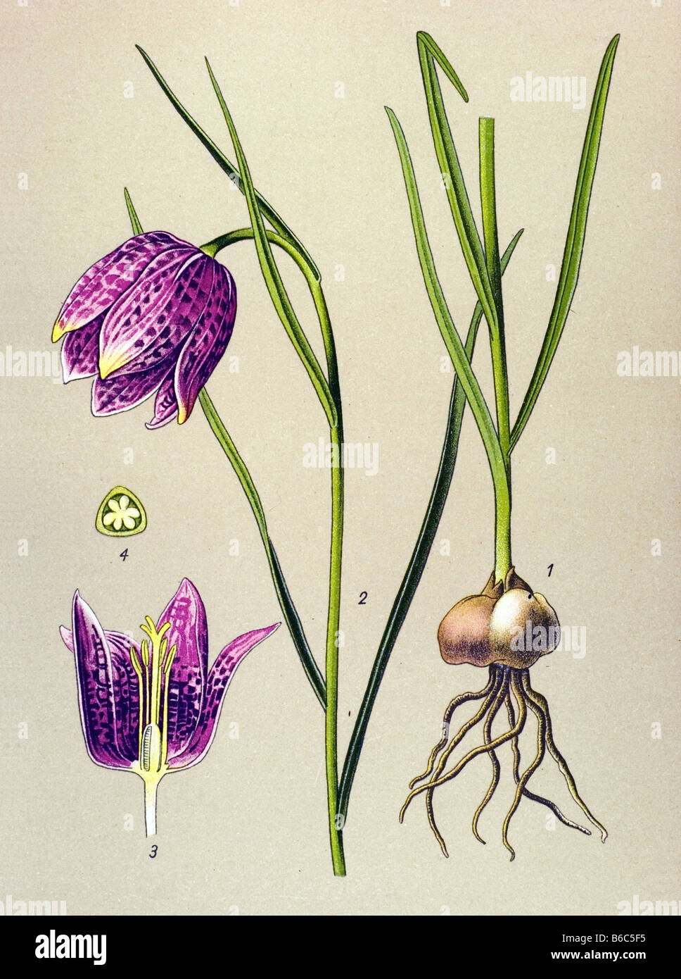 Fritillaria meleagris, Checkered Daffodil, poisonous plants illustrations Stock Photo