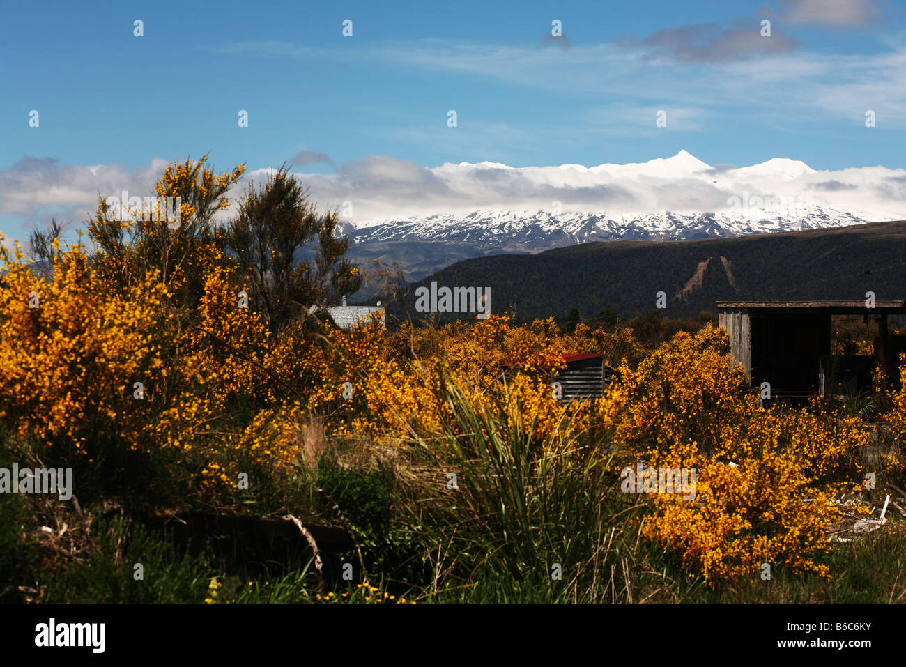 Kowhai the national flower of New Zealand is seen in front of a snowy