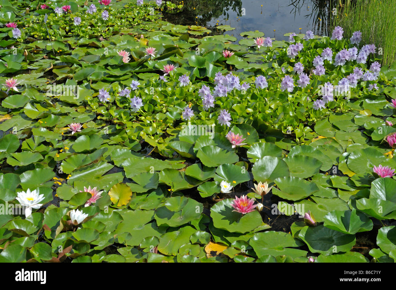 Pond with Water Hyazinths and Waterlilies Stock Photo