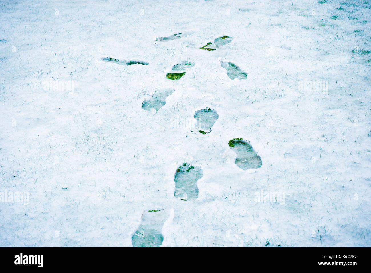 Footprints in slushy snow on a lawn Stock Photo