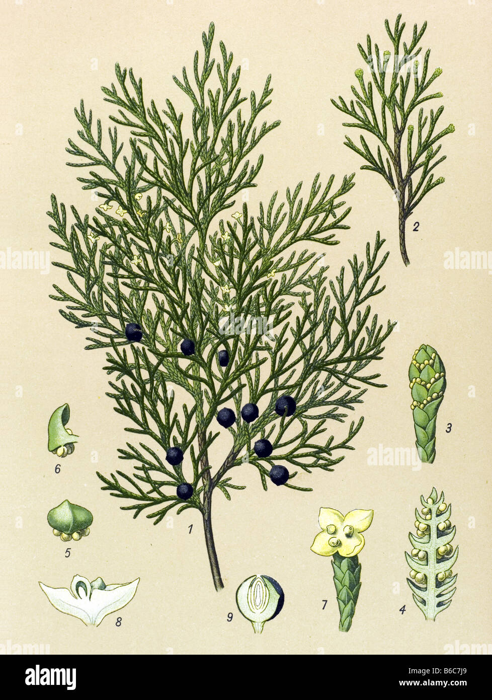 Savin, Juniperus sabina, poisonous plants illustrations Stock Photo