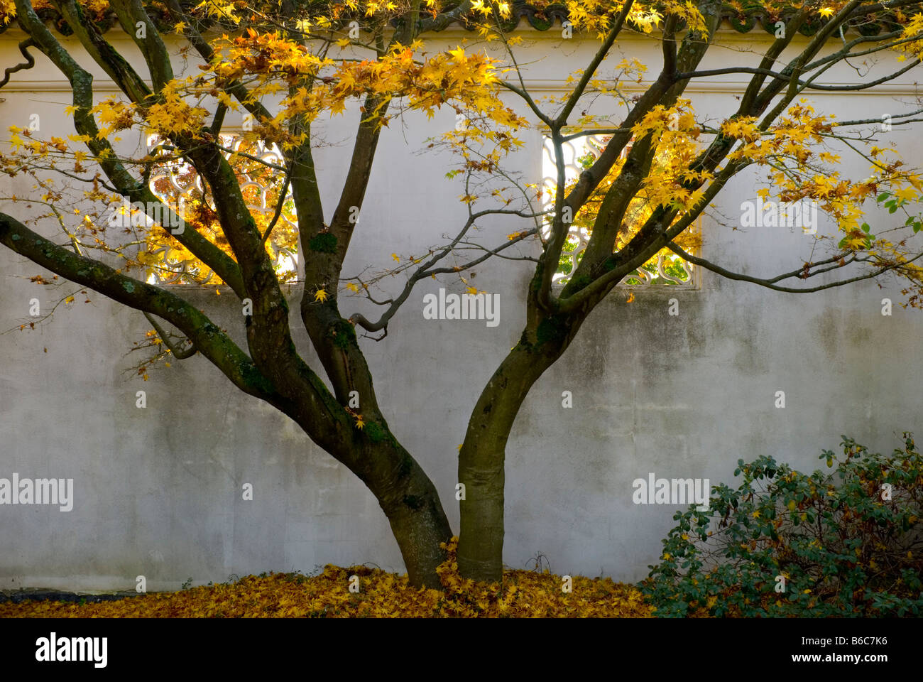 Maple tree and wall at Dr Sun Yat Sen Classical Chinese Garden in Autumn Vancouver British Columbia Canada 2007 Stock Photo