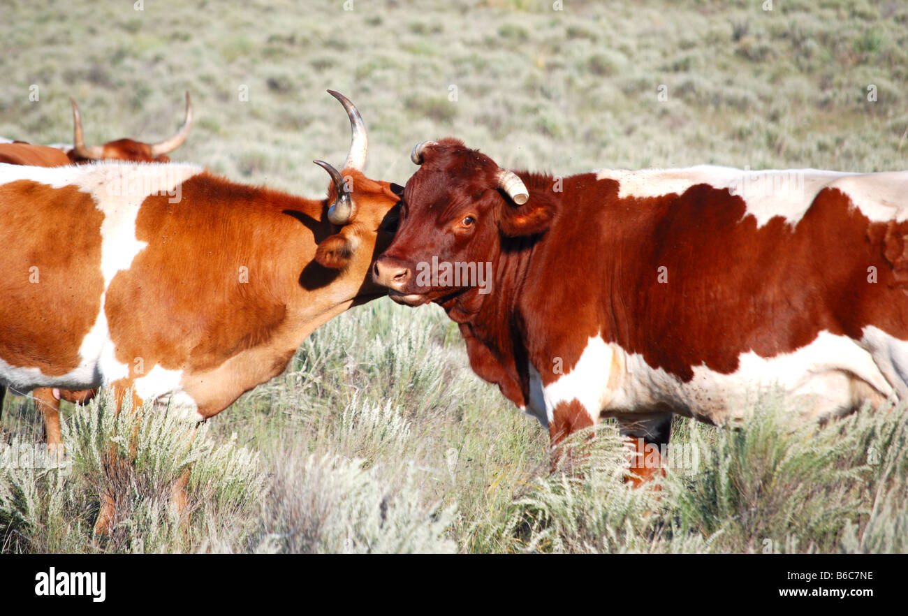 I've got a secret says one cow to the other Stock Photo