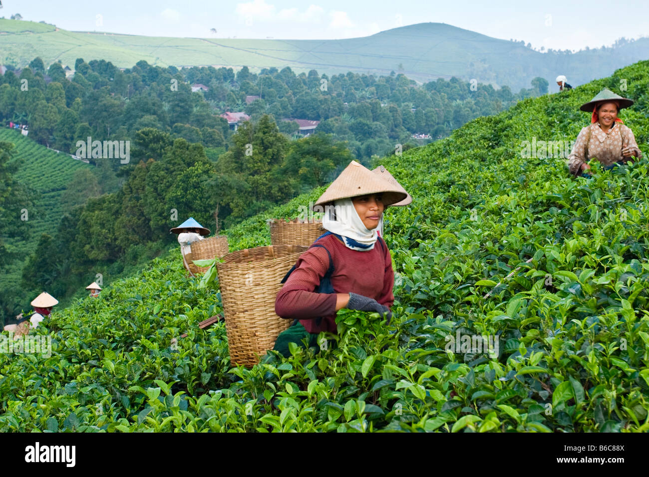 Tea harvesting Java, Indonesia Stock Photo Alamy