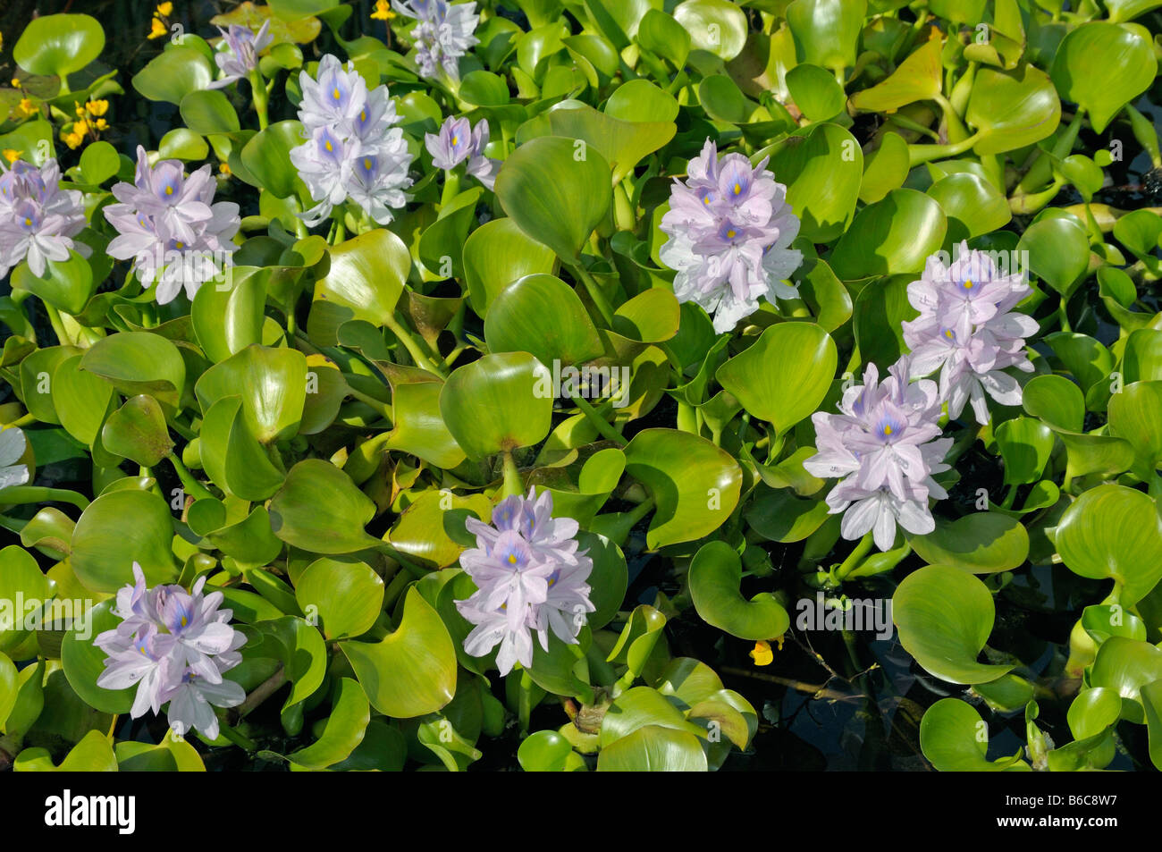 Water Hyazinth (Eichhornia crassipes), flowering Stock Photo