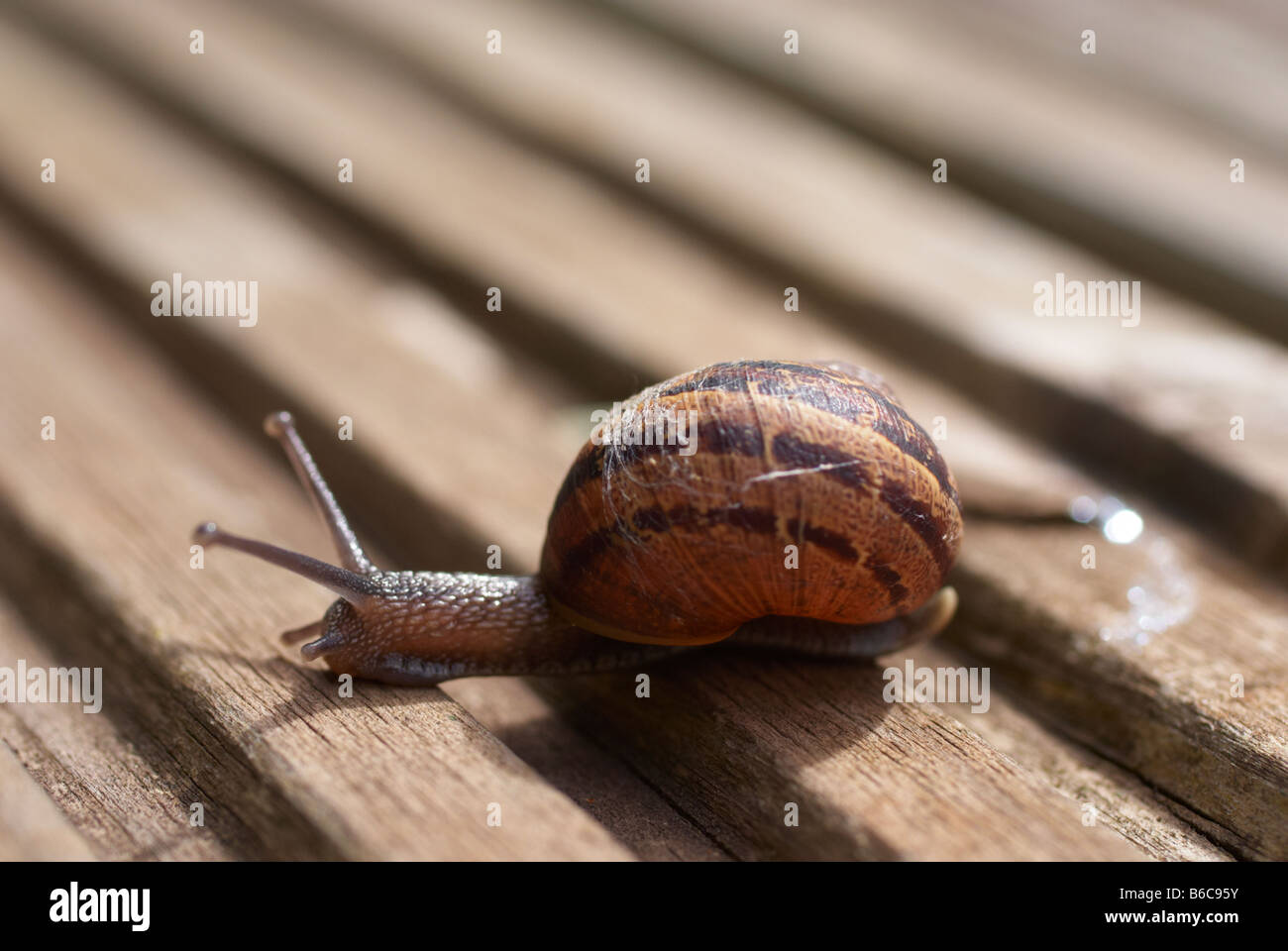 Eye to eye with a garden snail Stock Photo