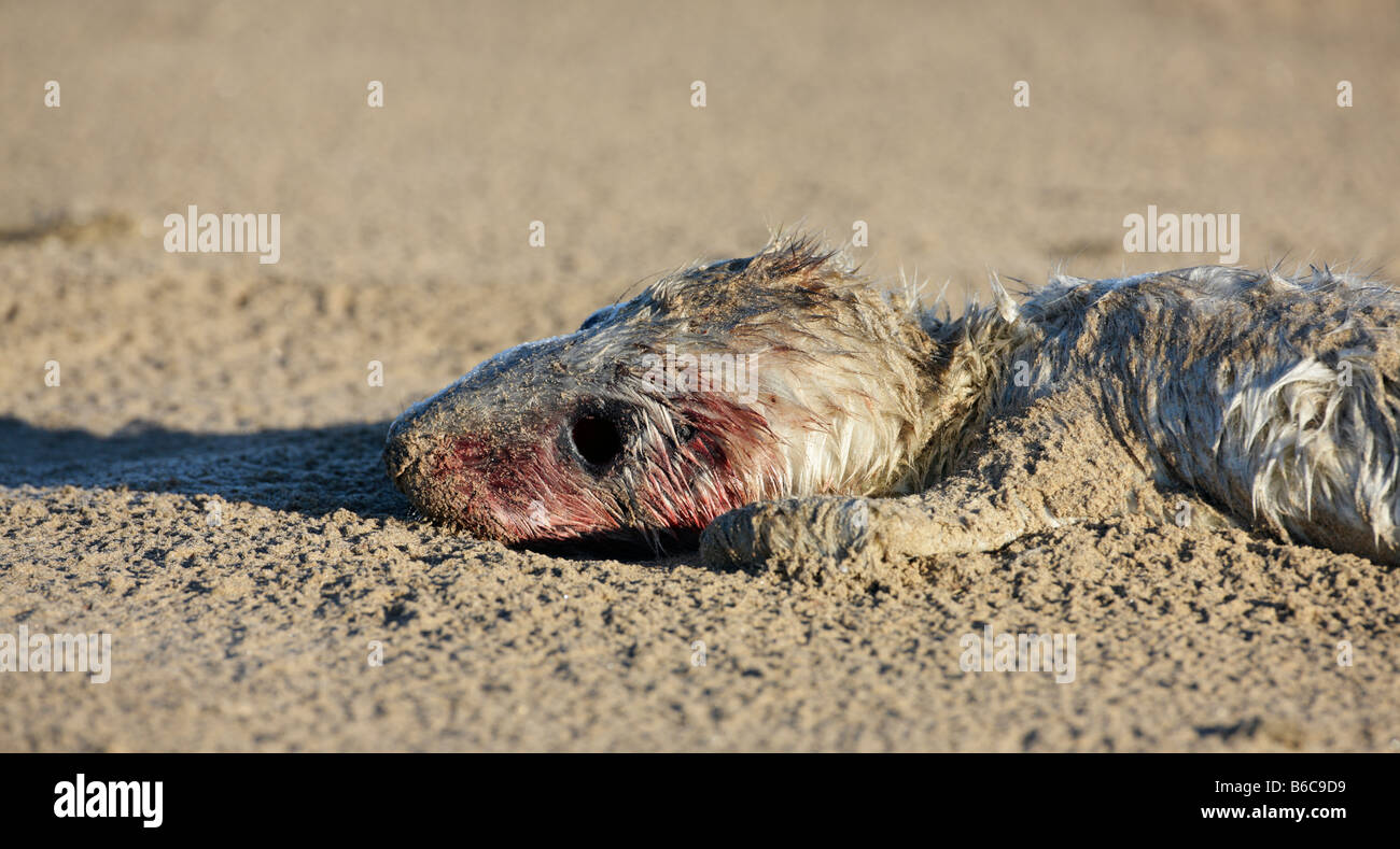 Grey Seal Halichoerus grypus pup dead close up Donna Nook Lincolnshire Stock Photo