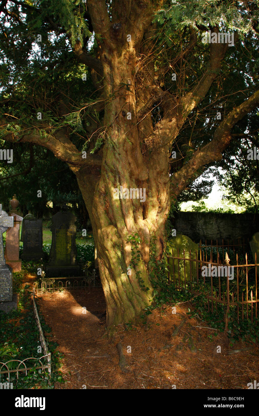 Bleeding yew tree in Nevern churchyard. Pembrokeshire Wales UK vertical