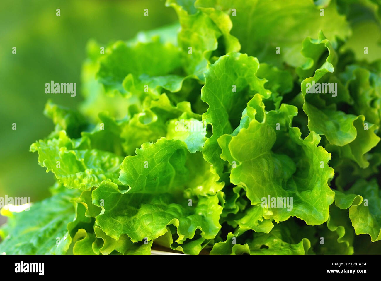 Green lettuce. Stock Photo