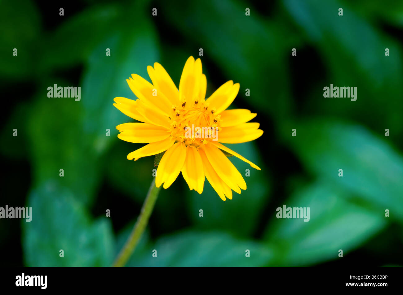 Floret Top - Green