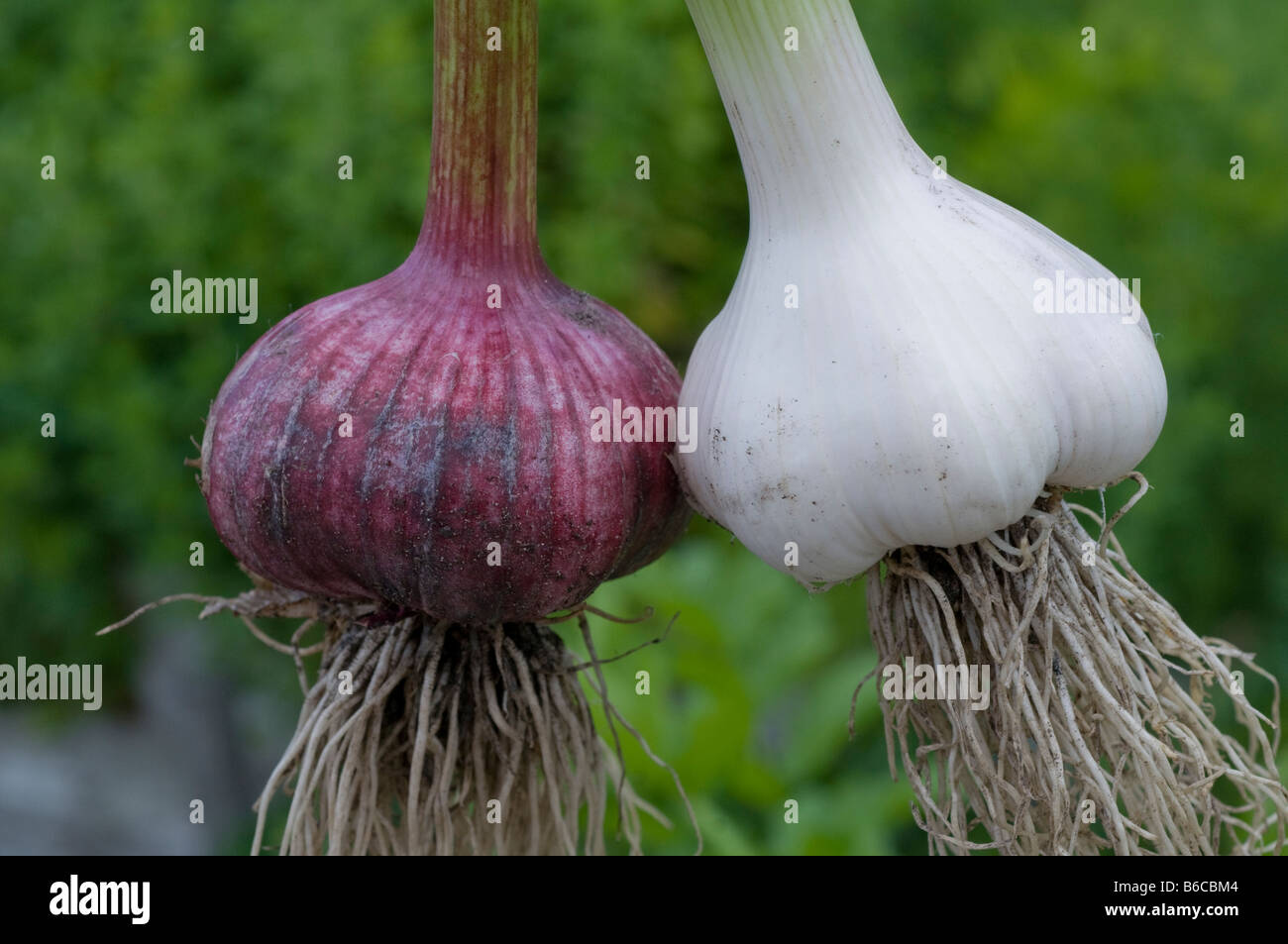 Two different varieties of freshly harvested garlic showing healthy root system Stock Photo