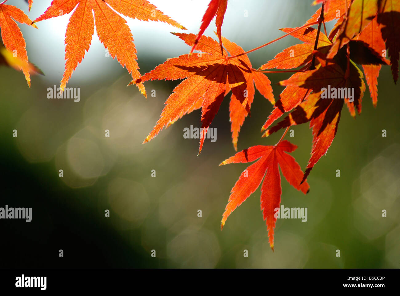 Fall colored leaves japanese maple hi-res stock photography and images ...