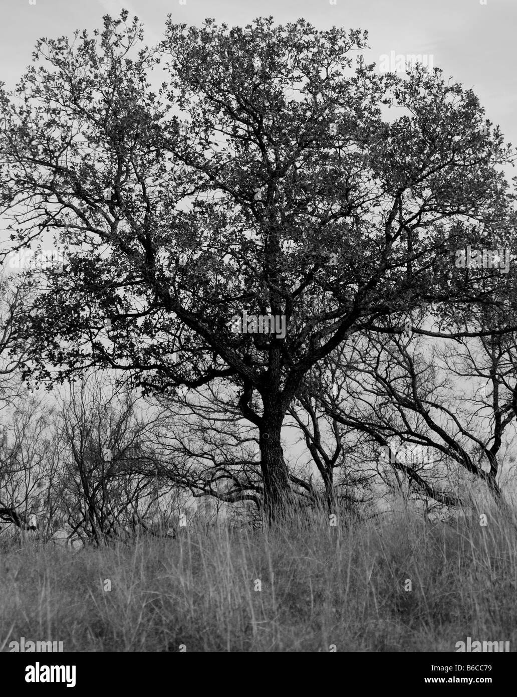 Black and white image of a tree in autumn Stock Photo