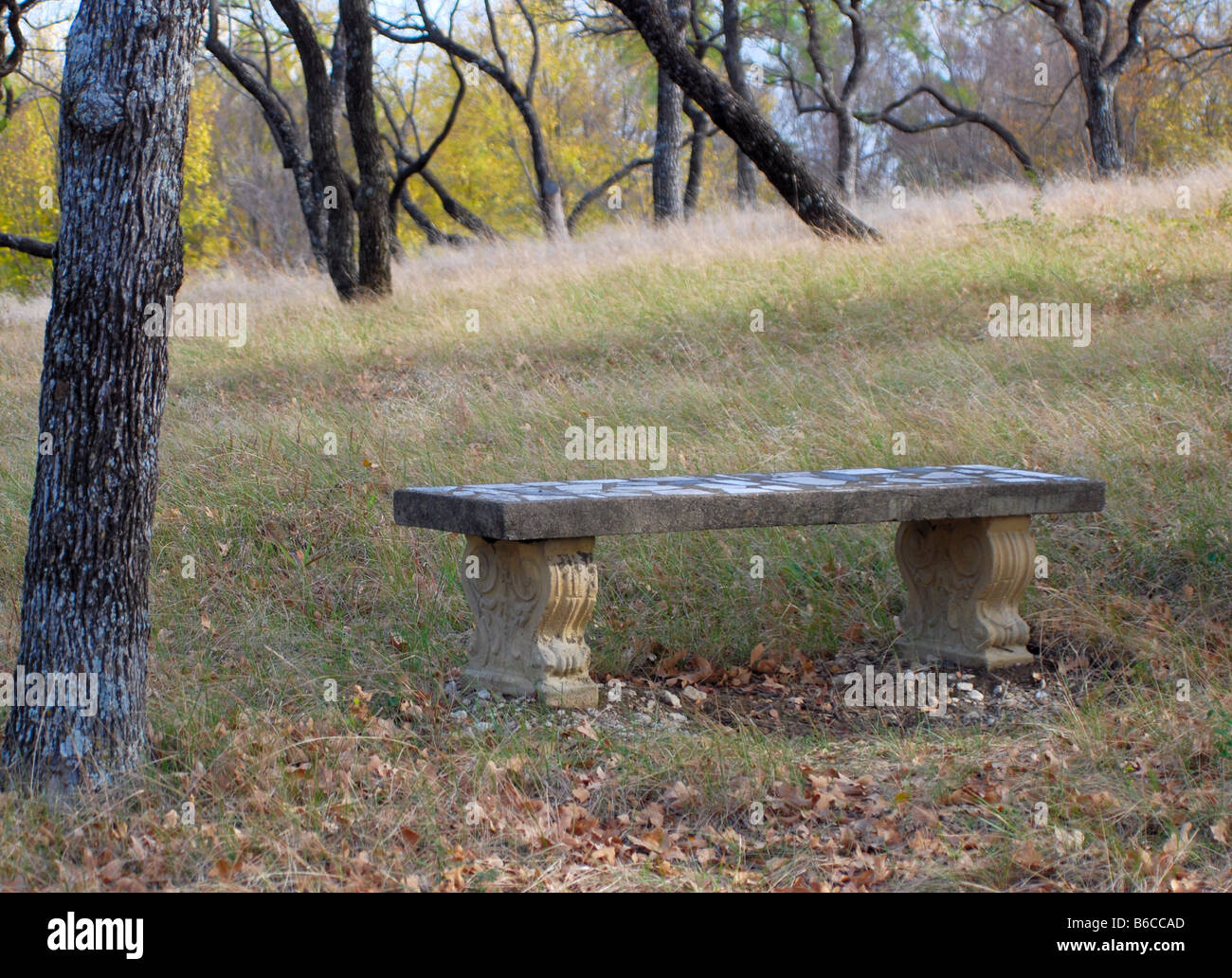 image of an empty bench next to a tree Stock Photo