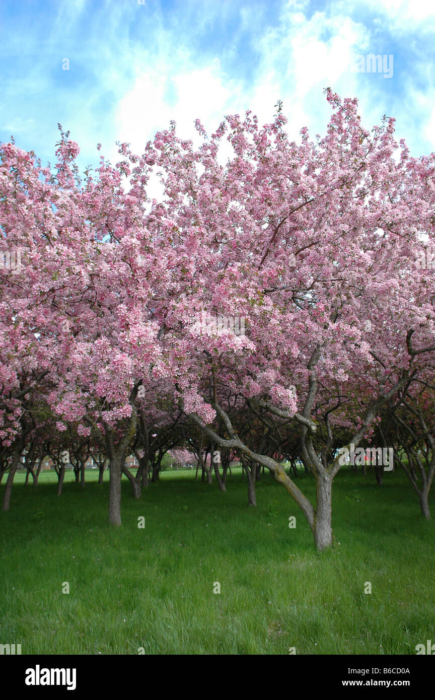 Pink blossoming flowers in Ottawa, Ontario, Canada Stock Photo Alamy