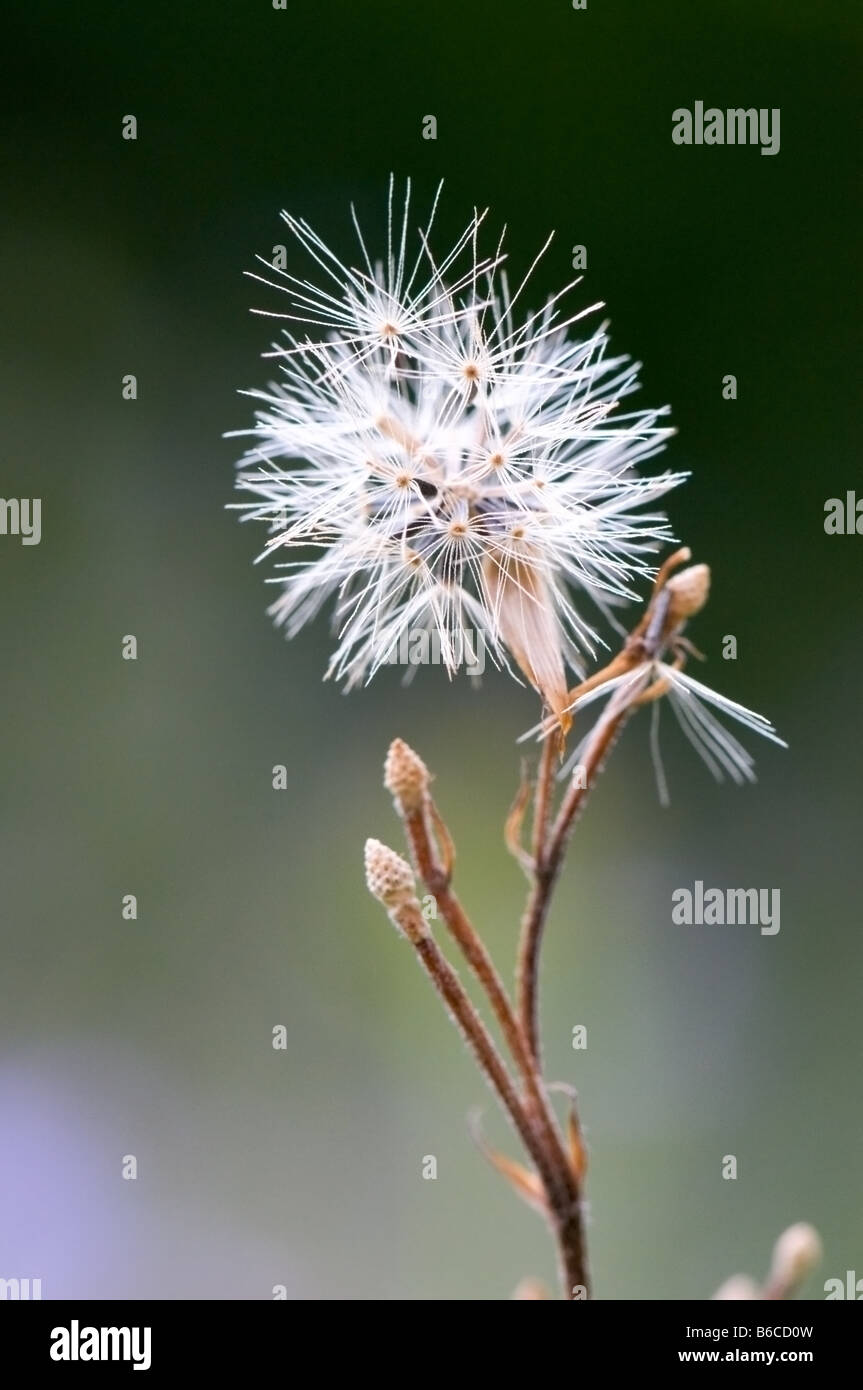 The seed heads of conyza bonariensis plant Stock Photo