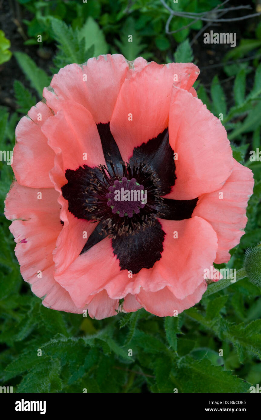 Blossom of the Oriental Poppy Stock Photo