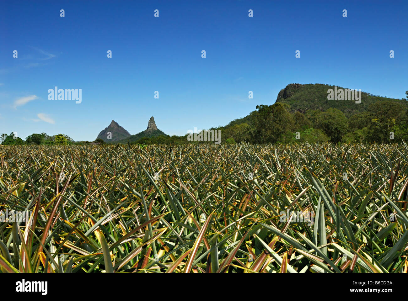 Glass House Mountain pineapple field south east queensland australia