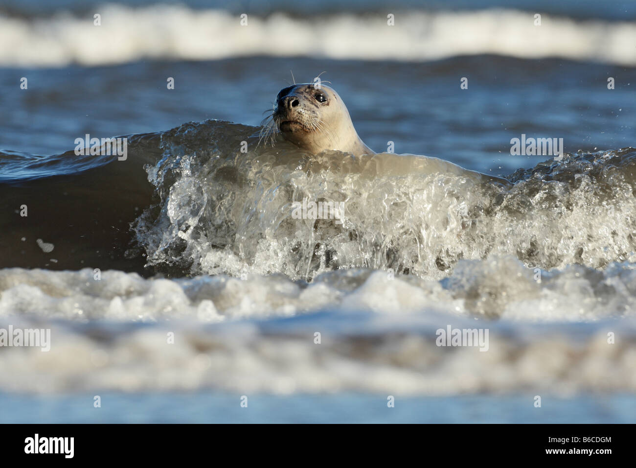 Grey Seal Halichoerus grypus in surf Donna Nook Lincolnshire Stock Photo