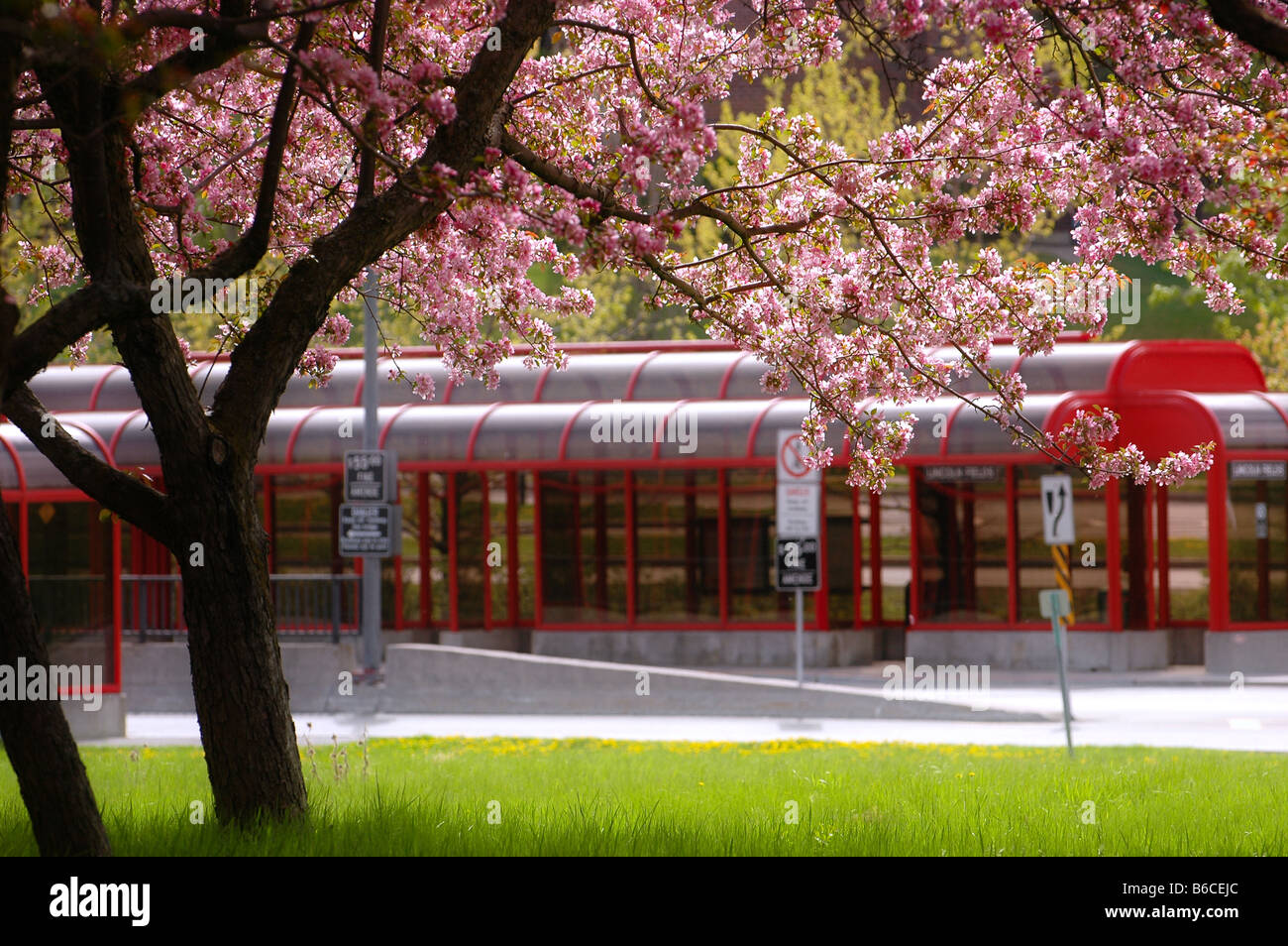 Public transitway with pink blossoming flowers in Ottawa, Ontario ...