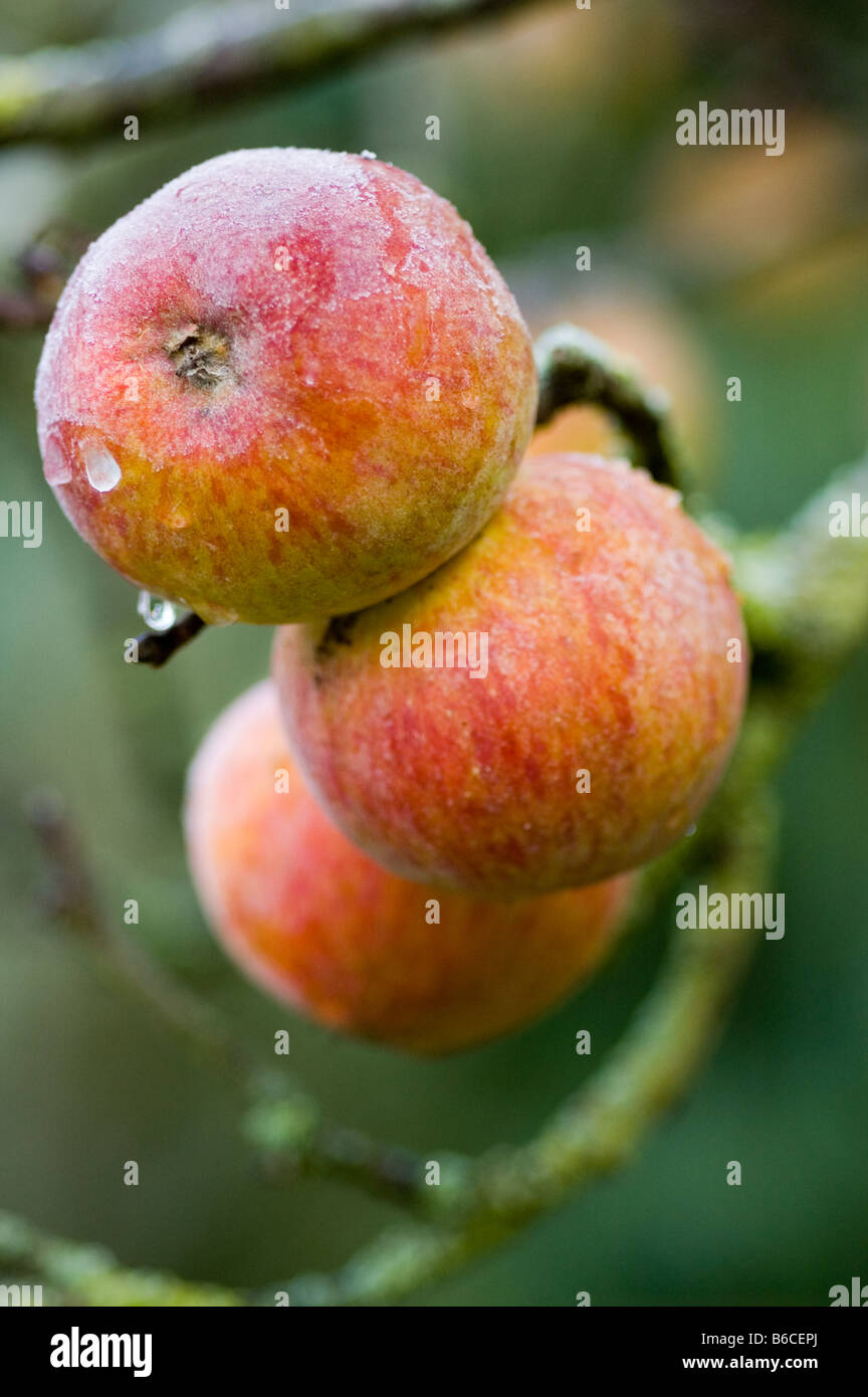 Frosted goodness diet hires stock photography and images Alamy