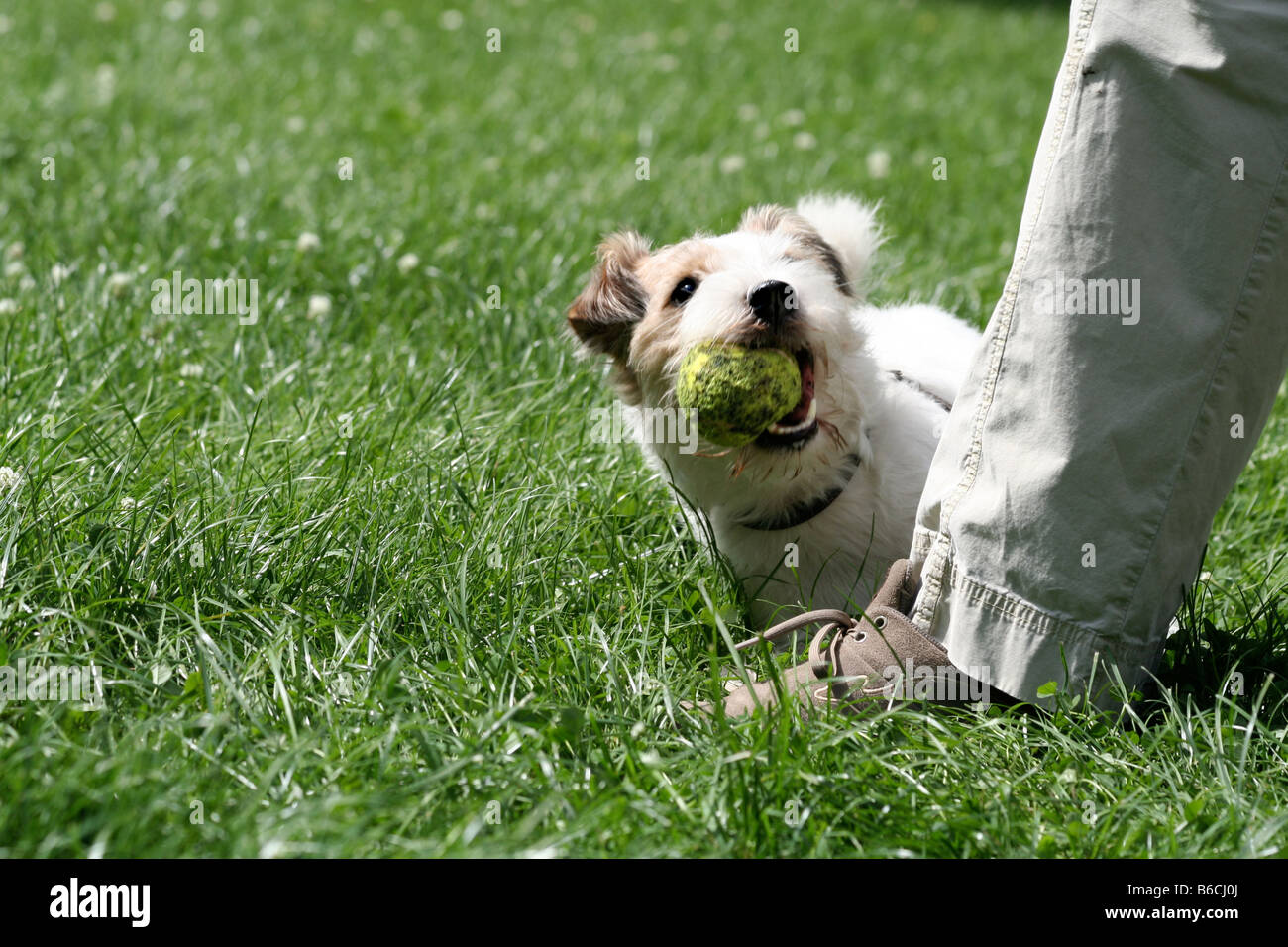 Dog holding ball in its mouth with person standing beside it Stock