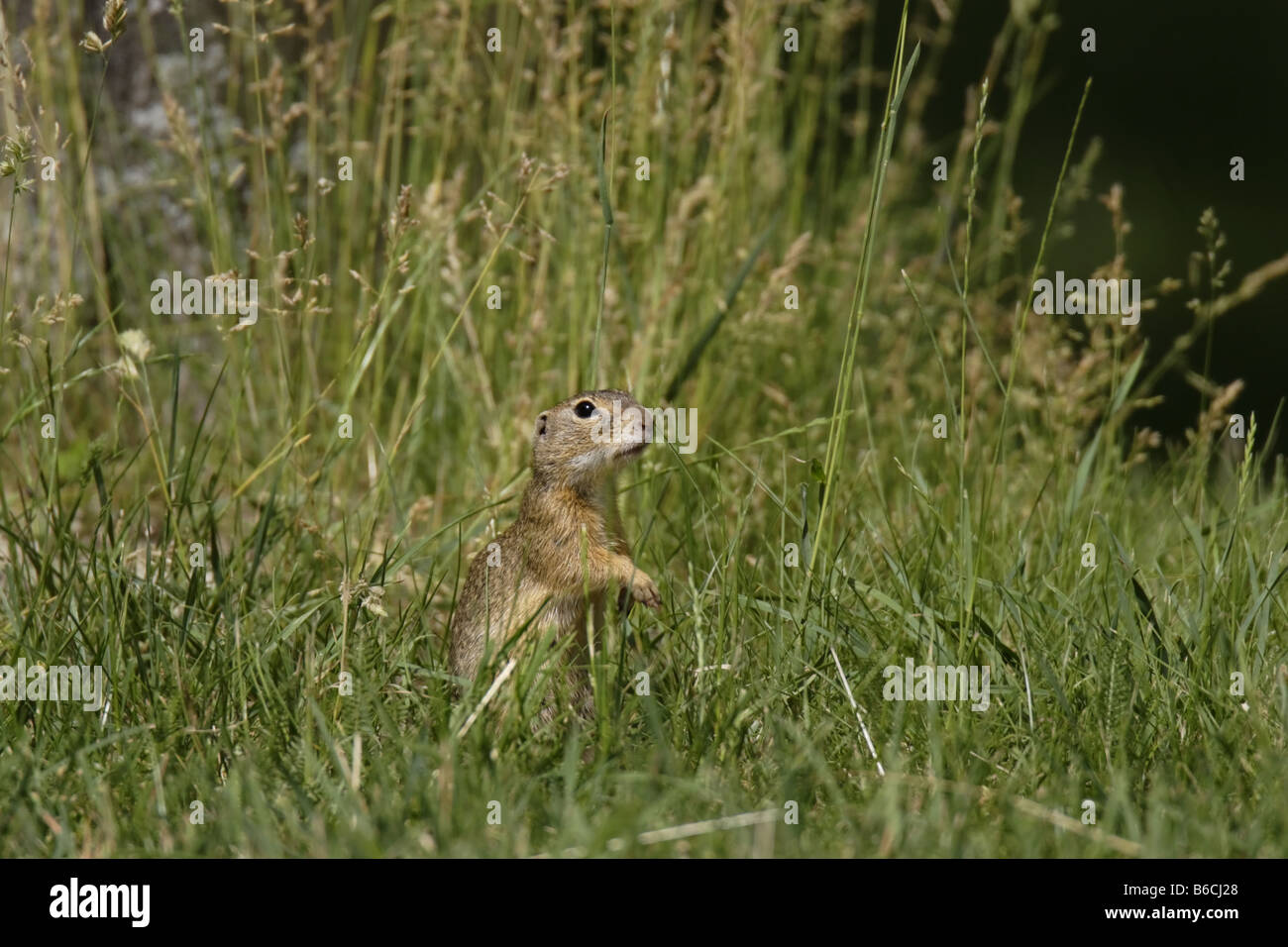 Erdhörnchen Erdmännchen Ziesel Citellus Citellus spermophilus European ground squirrel Souslik Stock Photo