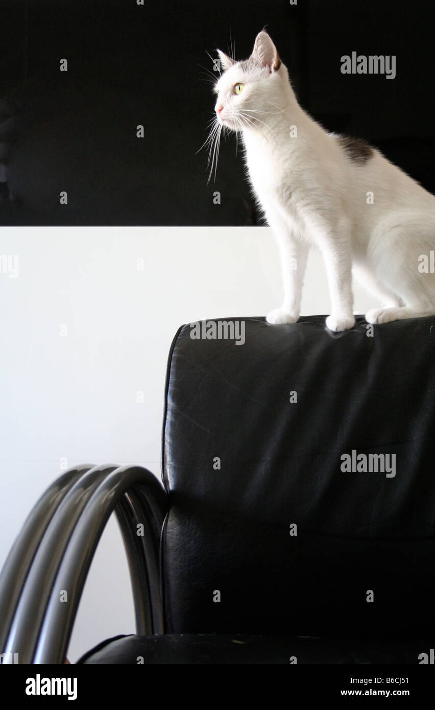 Cat sitting on chair Stock Photo