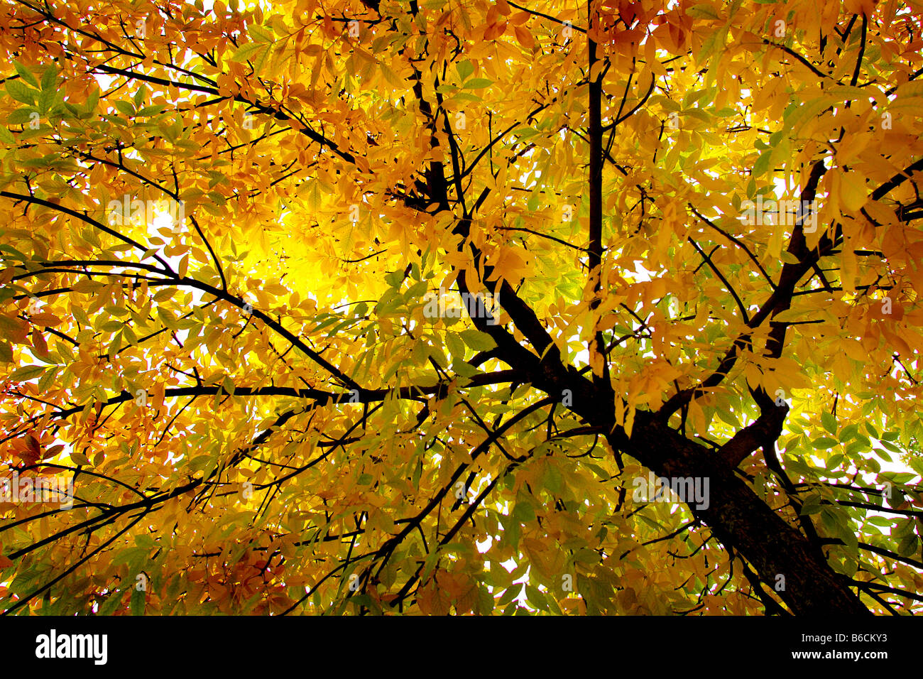 Autumn colours Stock Photo