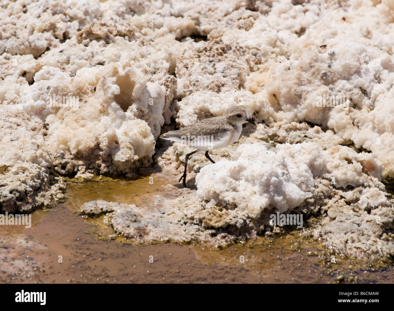 Puna Plover, Charadrius alticola, Atacama, Chile Stock Photo