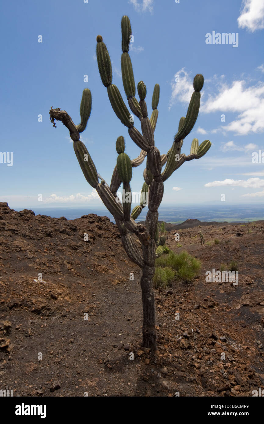 Candelabra cactus jasminocereus thouarsii galapagos hires stock