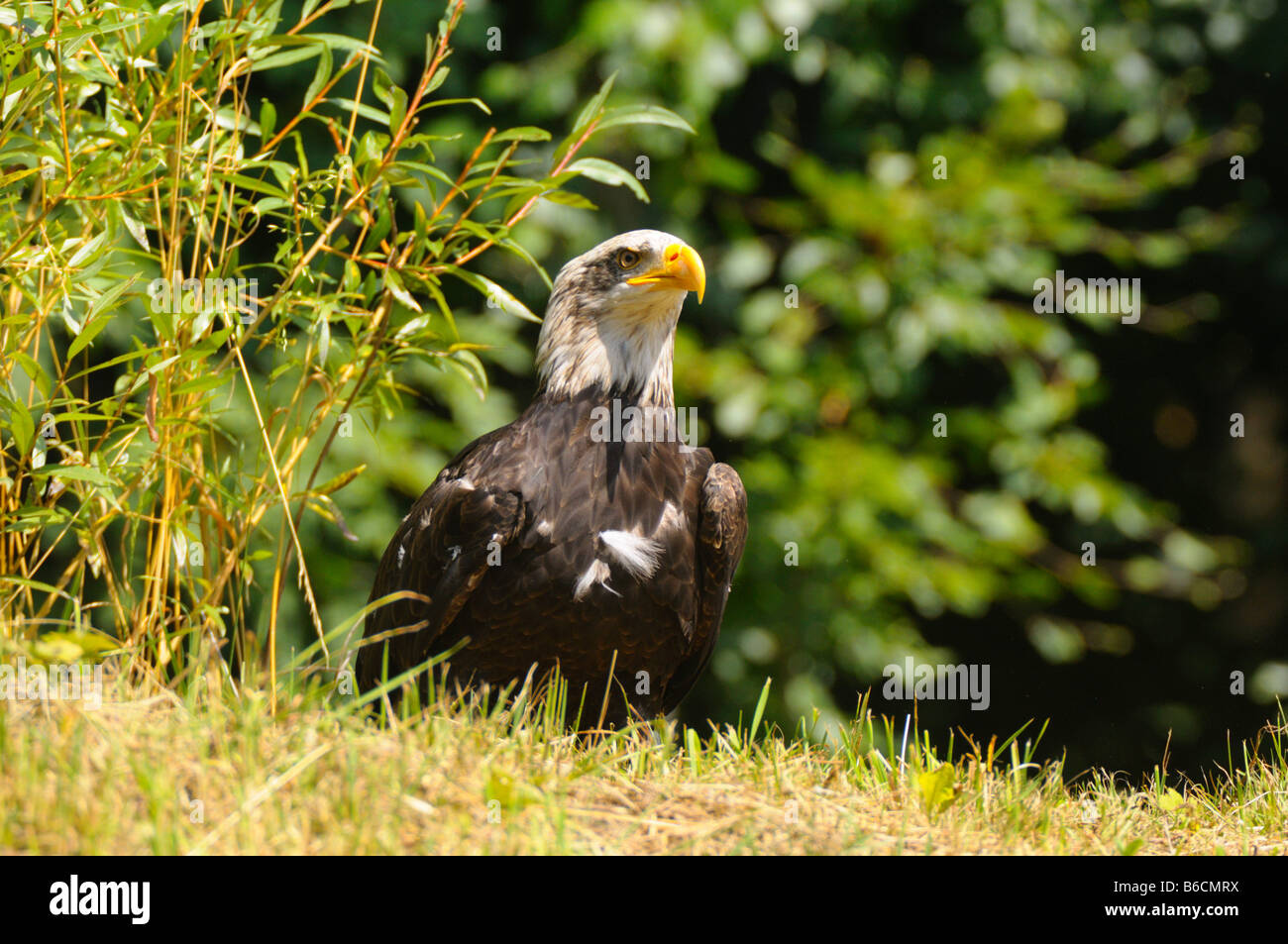 Bald Eagle (Haliaeetus Leucocephalus) in field Stock Photo