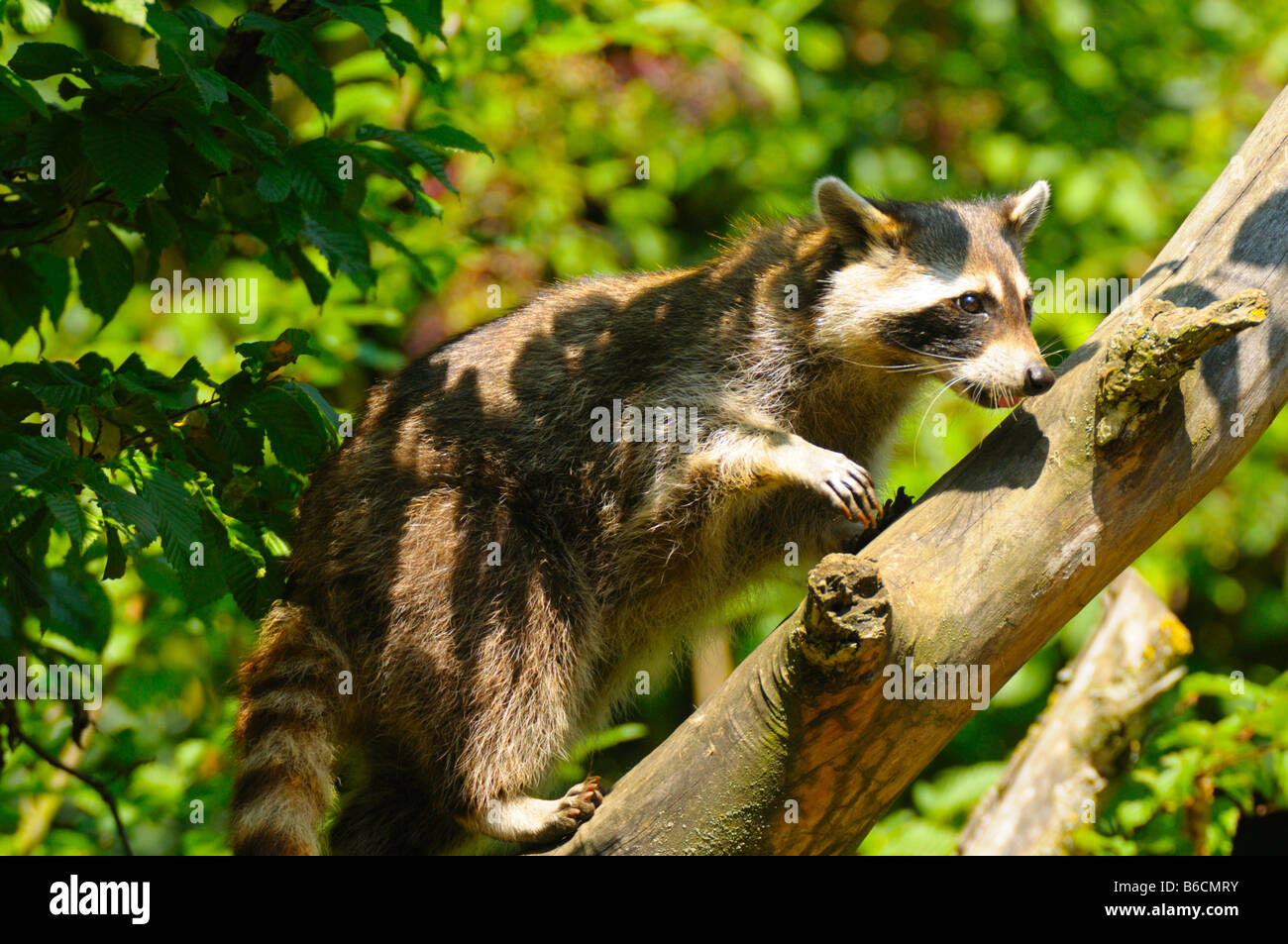 Northern raccoon (Procyon lotor) climbing on tree Stock Photo