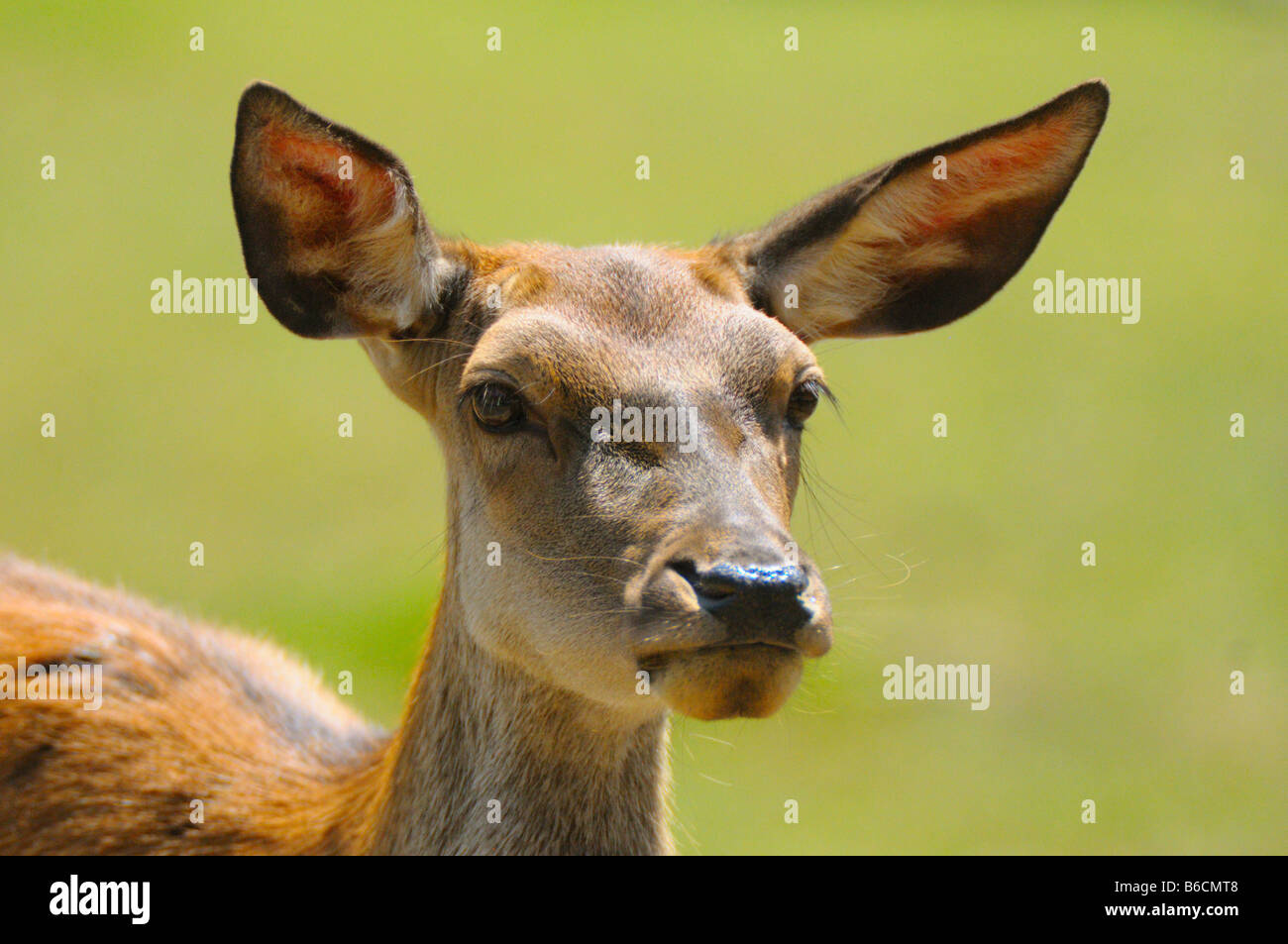 Close-up of European roe deer (Capreolus capreolus) Stock Photo