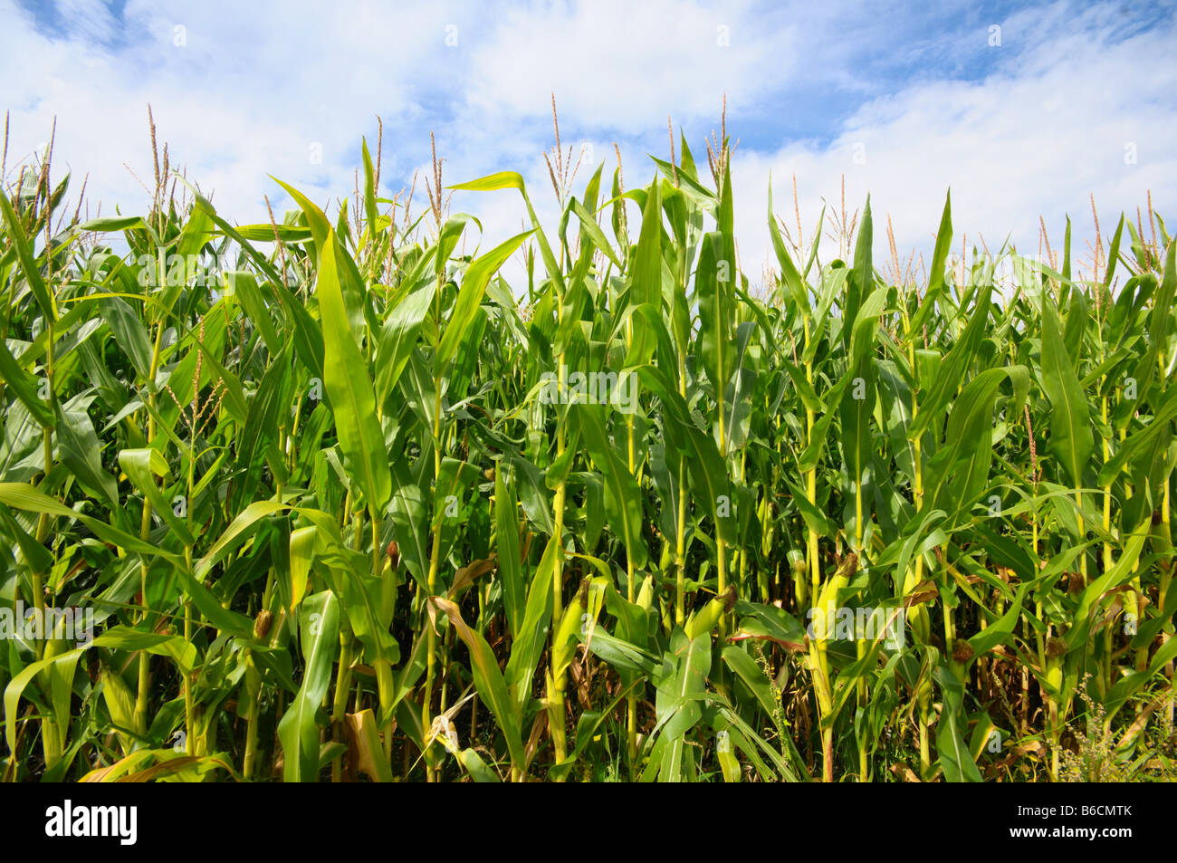 Indian corn crop in field, Germany Stock Photo