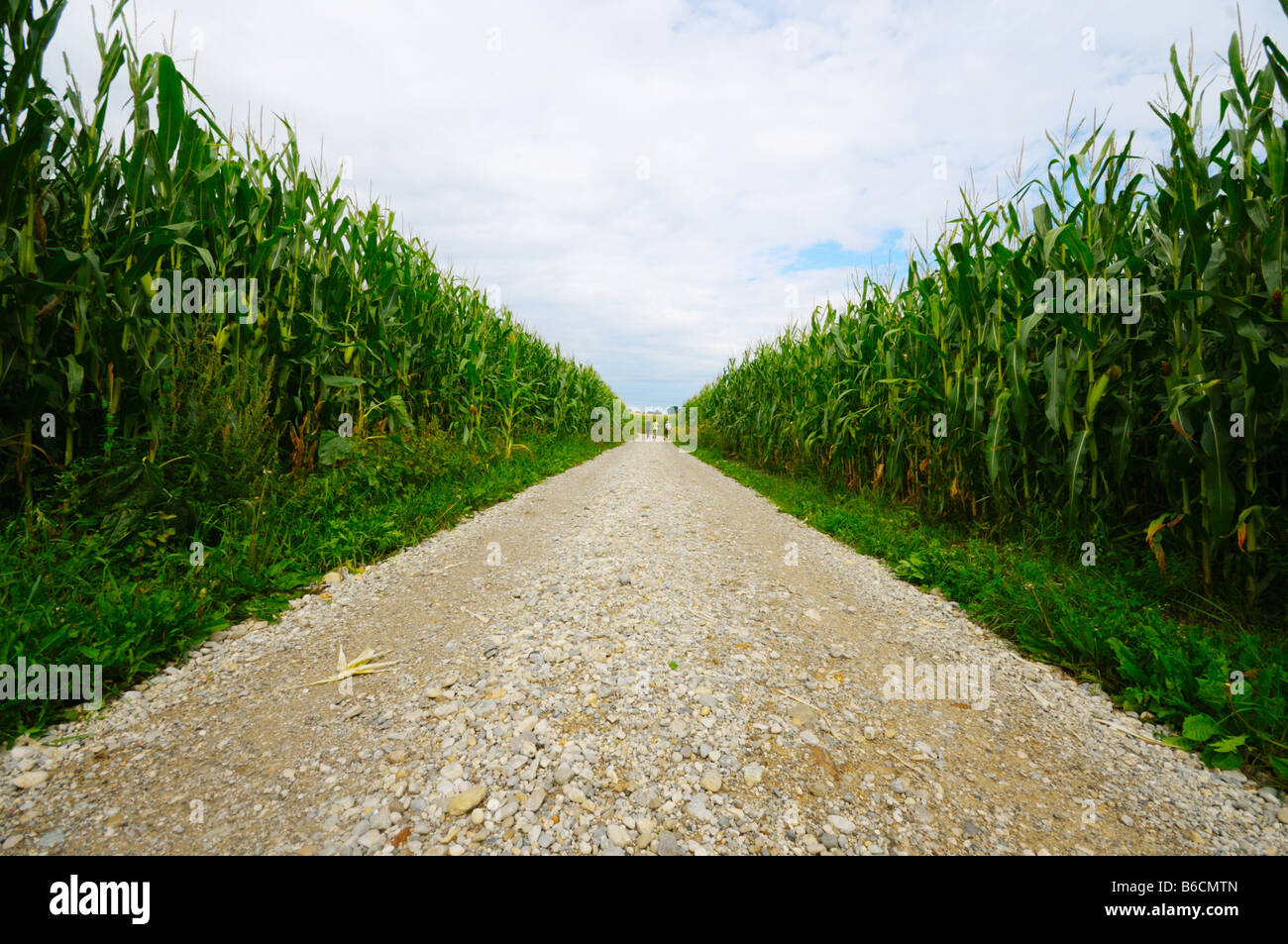 Indian corn crop in field, Germany Stock Photo
