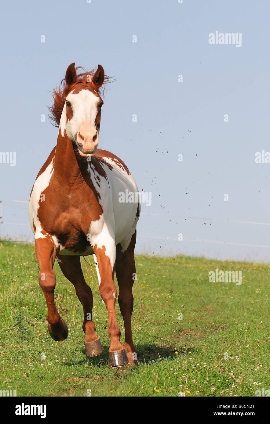 American paint horse head hires stock photography and images Alamy